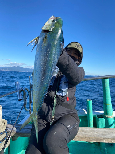 シイラの釣果