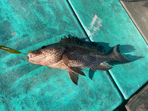 オオモンハタの釣果