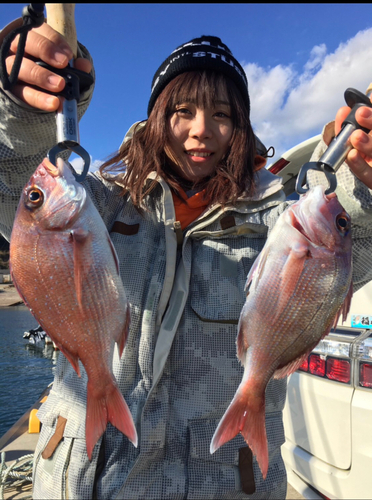 マダイの釣果