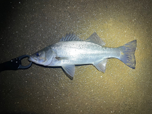 セイゴ（マルスズキ）の釣果