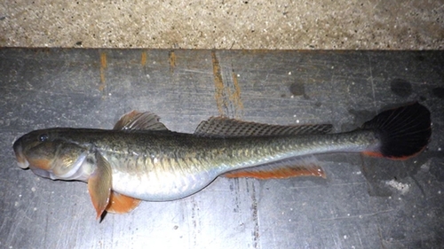 ハゼクチの釣果