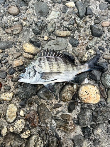 クロダイの釣果