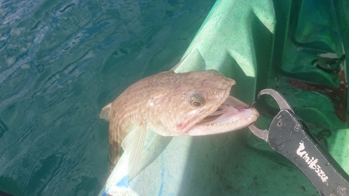 エソの釣果