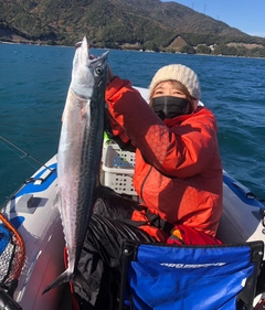 サワラの釣果