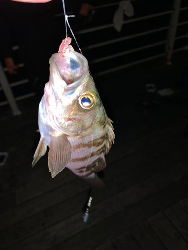 クロメバルの釣果