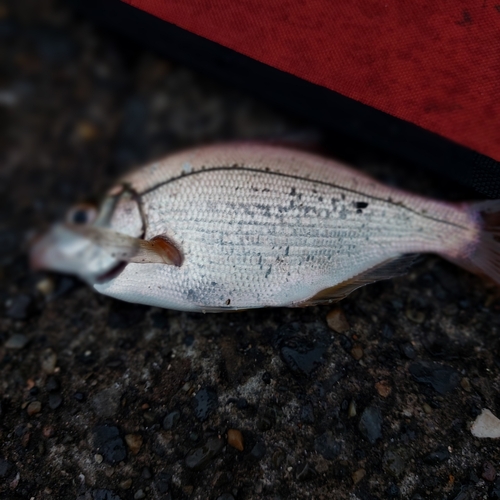 ウミタナゴの釣果