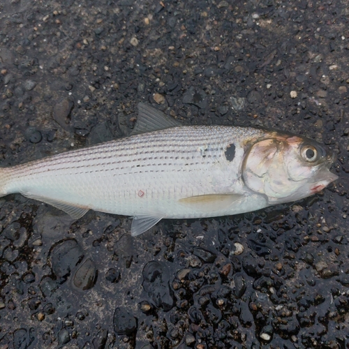 コノシロの釣果