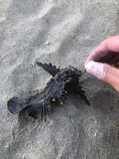 オニオコゼの釣果