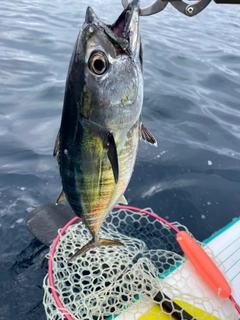 マグロの釣果