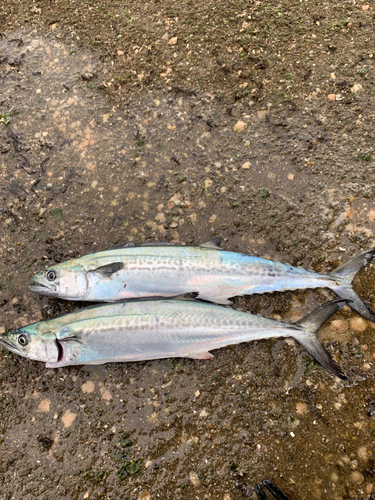 サゴシの釣果