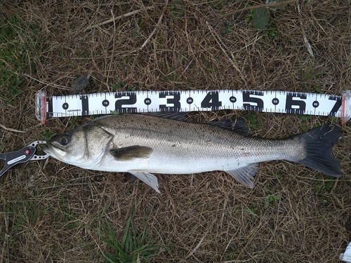 スズキの釣果