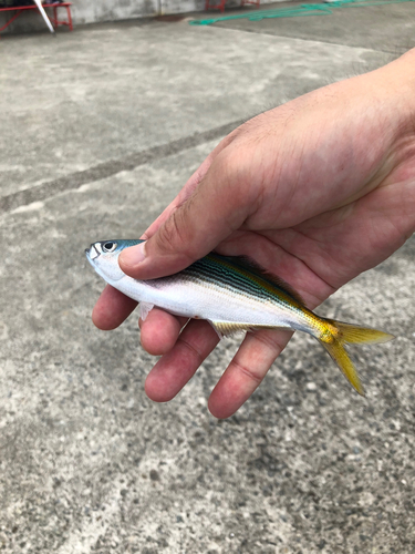 タカベの釣果