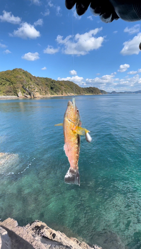 ベラの釣果