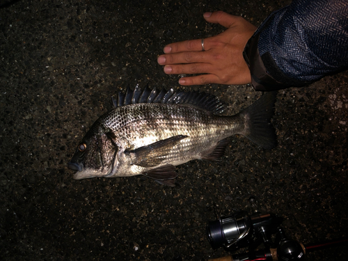 チヌの釣果