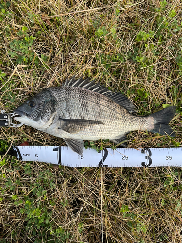 チヌの釣果