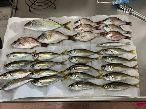 アジの釣果