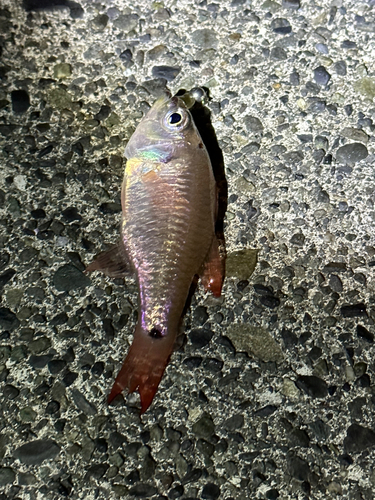 クロホシイシモチの釣果