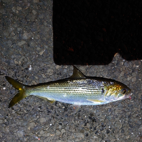 コノシロの釣果