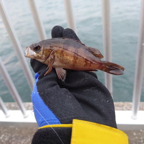 メバルの釣果