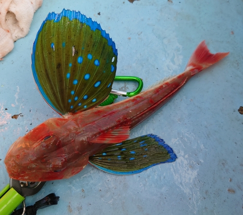 ホウボウの釣果