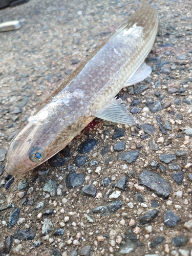 エソの釣果