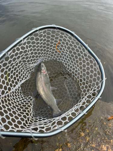 ニジマスの釣果