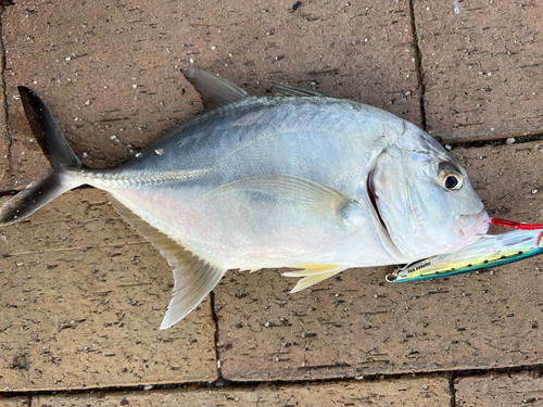 メッキの釣果