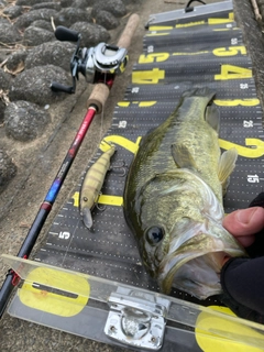 ブラックバスの釣果