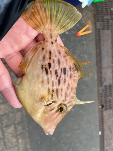 カワハギの釣果