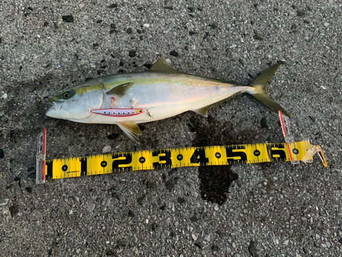 ハマチの釣果