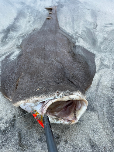 カスザメの釣果