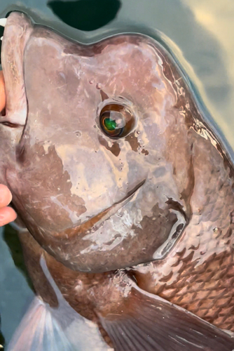 コブダイの釣果