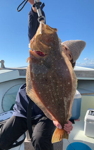 ヒラメの釣果