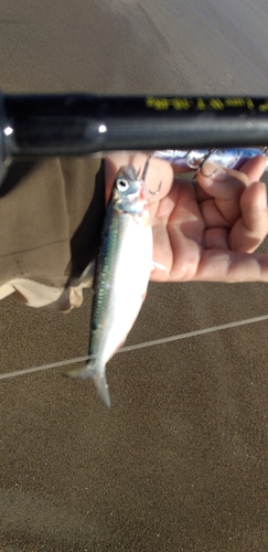 カタボシイワシの釣果