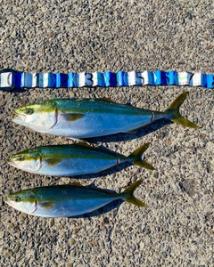 ハマチの釣果