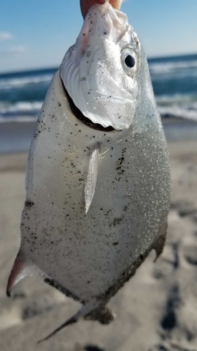 コバンアジの釣果