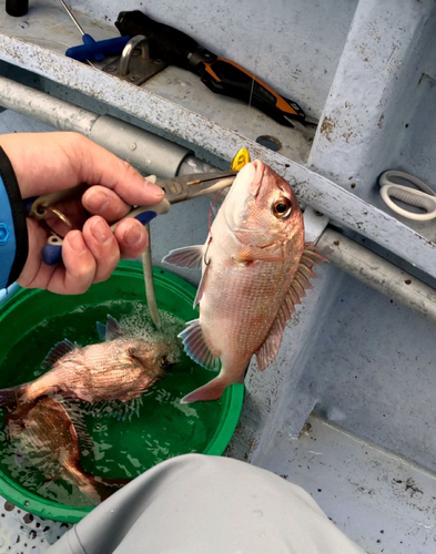 マダイの釣果