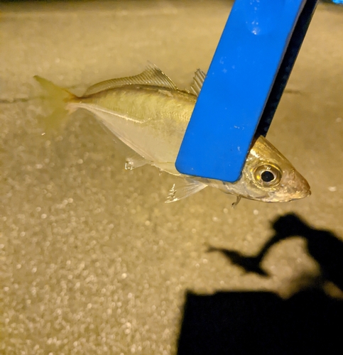 アナハゼの釣果