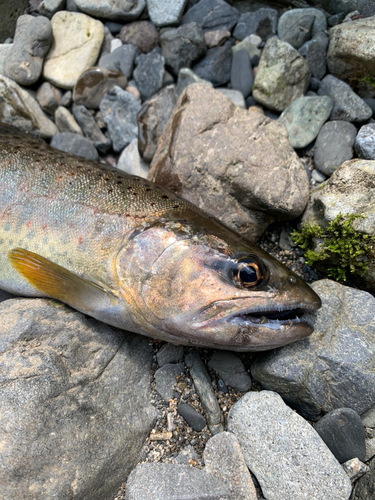 アマゴの釣果