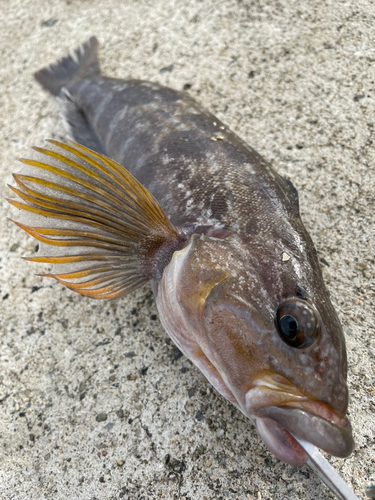 アイナメの釣果