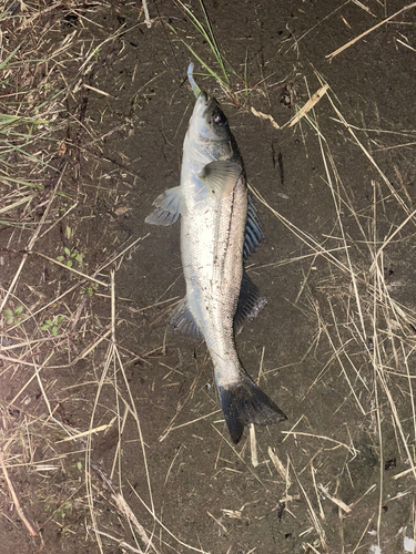 セイゴ（ヒラスズキ）の釣果