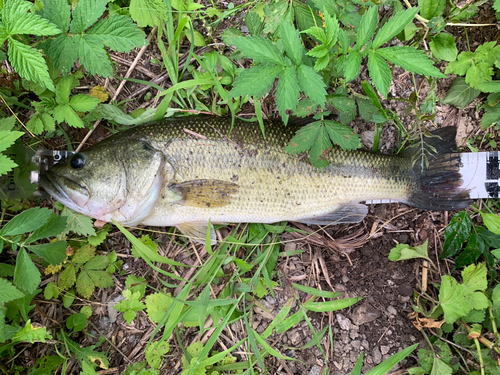 ブラックバスの釣果