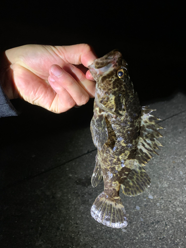 タケノコメバルの釣果