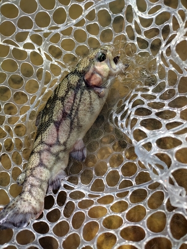 ニジマスの釣果