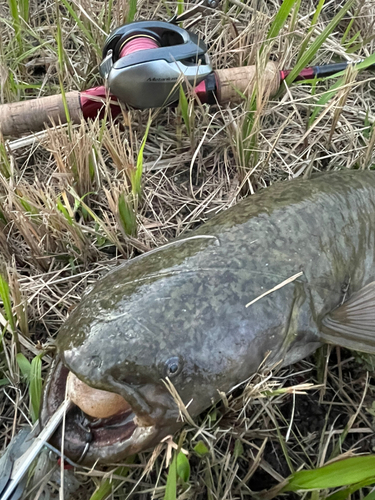 ナマズの釣果