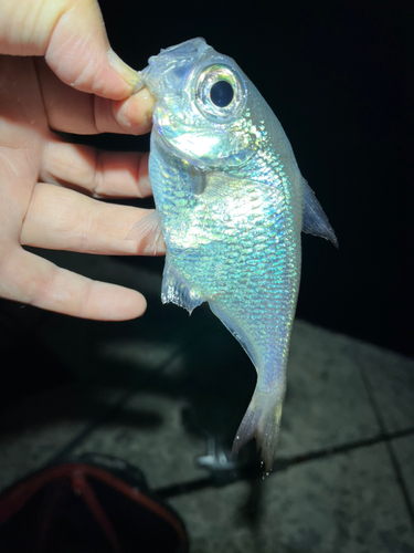 ミナミハタンポの釣果