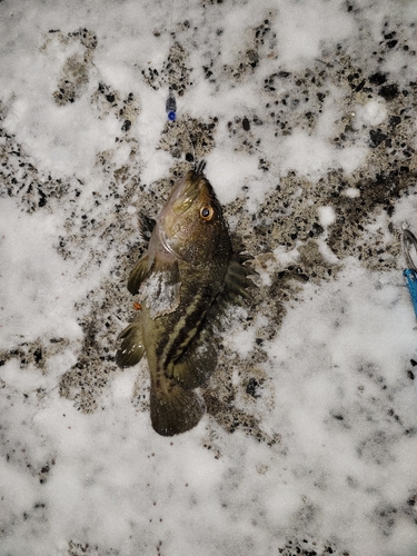 ソイの釣果