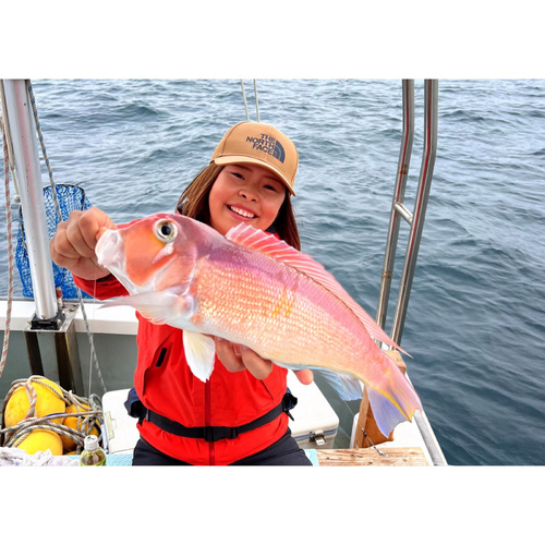 アマダイの釣果