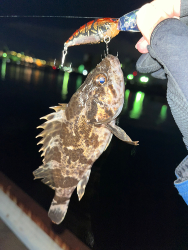 タケノコメバルの釣果