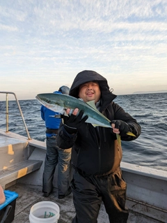 ブリの釣果